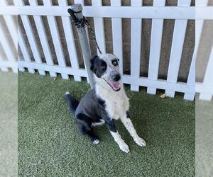Border Collie Dogs for adoption in Modesto, CA, USA