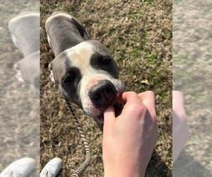 Mutt Dogs for adoption in Louisville, KY, USA