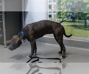 Mutt Dogs for adoption in San Francisco, CA, USA