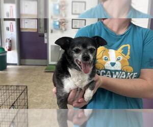 Chihuahua-Unknown Mix Dogs for adoption in Raleigh, NC, USA