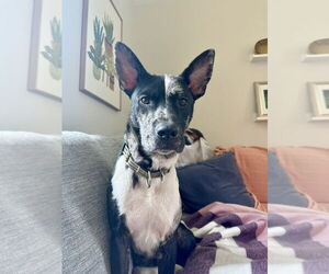 Mutt Dogs for adoption in Candler, NC, USA