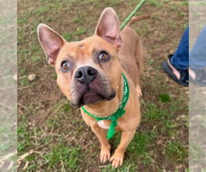 American Bulldog-Unknown Mix Dogs for adoption in Murfreesboro, TN, USA