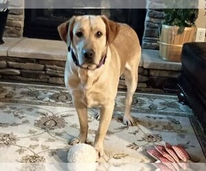 Labrador Retriever Dogs for adoption in Sioux Falls, SD, USA