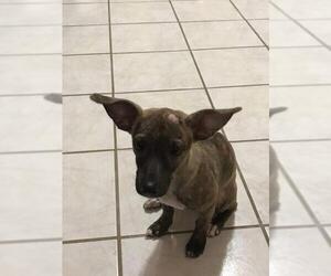 Chihuahua-Unknown Mix Dogs for adoption in Marrero, LA, USA