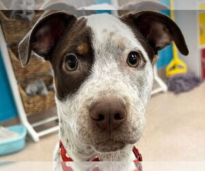 Pointer-Unknown Mix Dogs for adoption in Canton, CT, USA