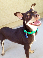 Chipin Dogs for adoption in Antioch, CA, USA
