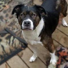Boxer-Collie Mix Dogs for adoption in Oakville, WA, USA
