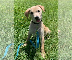 Labrador Retriever-Unknown Mix Dogs for adoption in Virginia Beach, VA, USA