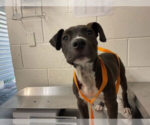 American Pit Bull Terrier Dogs for adoption in San Bernardino, CA, USA