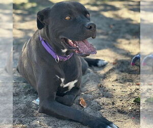 Labrador Retriever-Unknown Mix Dogs for adoption in Aurora, CO, USA