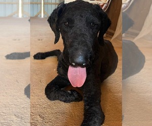 Mutt Dogs for adoption in Royal Palm Beach, FL, USA