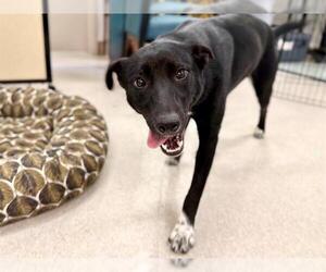 Border Collie-Unknown Mix Dogs for adoption in Santa Rosa, CA, USA
