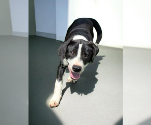 Boxer-Unknown Mix Dogs for adoption in garner, NC, USA