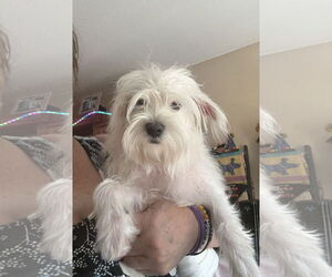 Maltese-Unknown Mix Dogs for adoption in Wheaton, IL, USA