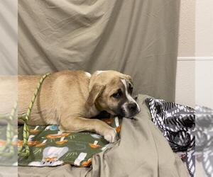American Pit Bull Terrier-Unknown Mix Dogs for adoption in Modesto, CA, USA