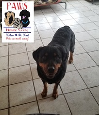 Medium Photo #1 Rottweiler Puppy For Sale in Killeen, TX, USA