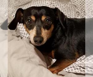 Dachshund Dogs for adoption in Pleasant Hill, CA, USA