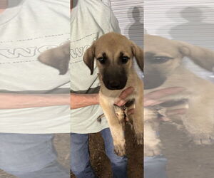Black Mouth Cur-Unknown Mix Dogs for adoption in Horn Lake, MS, USA