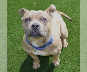 Bulldog-Unknown Mix Dogs for adoption in Murfreesboro, TN, USA