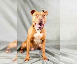 American Pit Bull Terrier-Unknown Mix Dogs for adoption in Rowlett, TX, USA