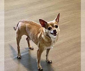Chihuahua Dogs for adoption in oakland, FL, USA