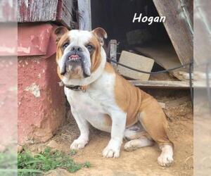 Bulldog Dogs for adoption in Madisonville, TN, USA