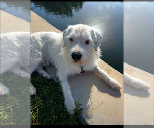 Parson Russell Terrier Dogs for adoption in Key Largo, FL, USA
