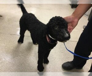 Poodle (Standard) Dogs for adoption in Riverside, CA, USA