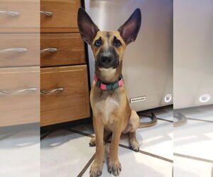 German Shepherd Dog Dogs for adoption in Hoffman Estates, IL, USA