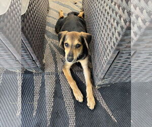 Mutt Dogs for adoption in Columbus, IN, USA