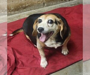 Beagle Dogs for adoption in Anniston, AL, USA
