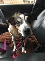 Jack Russell Terrier Dogs for adoption in Mankato, MN, USA