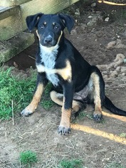 Small German Shepherd Dog Mix