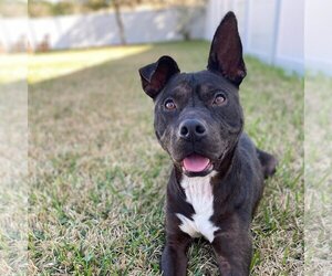 Mutt Dogs for adoption in Saint Augustine, FL, USA