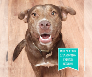 Mountain Cur-Unknown Mix Dogs for adoption in Boston, MA, USA