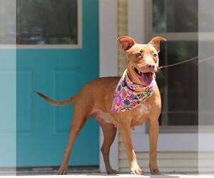 Labralas Dogs for adoption in Rockaway, NJ, USA