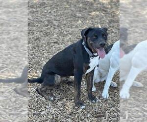 Catahoula Leopard Dog-Unknown Mix Dogs for adoption in Santa Cruz, CA, USA