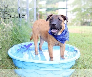 Mastiff Dogs for adoption in Holly Springs, NC, USA