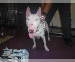 Miniature Bull Terrier Dogs for adoption in Long Beach, CA, USA
