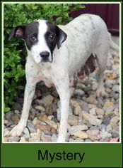 Medium Photo #1 Beagle-Unknown Mix Puppy For Sale in Sullivan, IN, USA