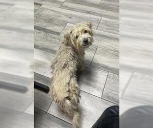 Mutt Dogs for adoption in Redlands, CA, USA