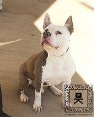 Bull Terrier Dogs for adoption in Fredericksburg, VA, USA