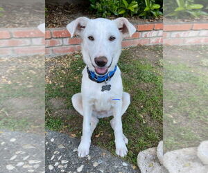 Shepradors Dogs for adoption in Davis, CA, USA