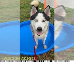 - Mix Dogs for adoption in West Palm Beach, FL, USA