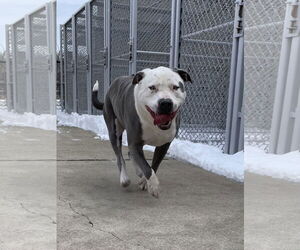 American Pit Bull Terrier-Unknown Mix Dogs for adoption in Aurora, IL, USA