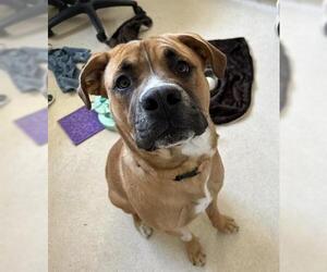 American Pit Bull Terrier-Unknown Mix Dogs for adoption in McKinleyville, CA, USA
