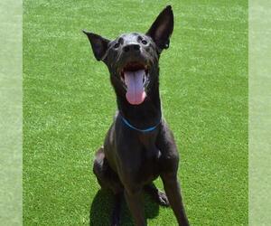 Labrador Retriever-Unknown Mix Dogs for adoption in Murfreesboro, TN, USA