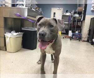American Pit Bull Terrier-Unknown Mix Dogs for adoption in Riverside, CA, USA
