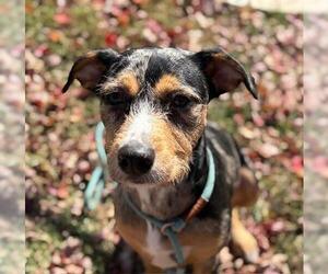 Catahoula Leopard Dog-Unknown Mix Dogs for adoption in Tulsa, OK, USA