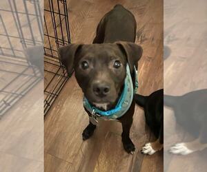 Mutt Dogs for adoption in Coldwater, MI, USA